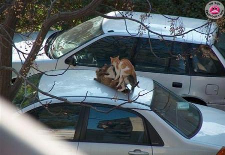 CHATS